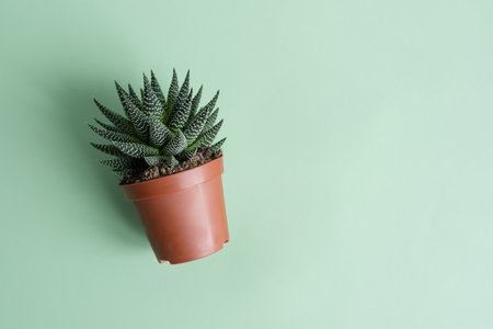 Home plant succulent haworthia in a brown flower pot on a green background. The concept of minimalism. Flat lay. Selective focusの写真素材