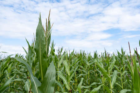 Corn field on blue sky background. Corn agriculture. Cereal factory process. Natural background. Selective focus.の写真素材