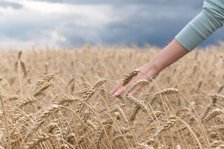 A beautiful landscape with a field of ripe rye and a blue summer sky. Background of nature. Stem with seed for cereal bread. Agriculture harvest growth. Selective focus.の写真素材