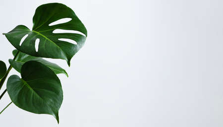 Beautiful monstera leaves or Swiss Cheese plant on a gray background. Monstera in a modern interior. Minimalism concept. Bannerの写真素材