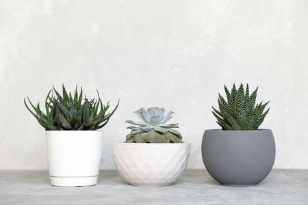 Different types of succulents, haworthia and echeveria in modern pots on a gray concrete background. Home gardening concept.の写真素材
