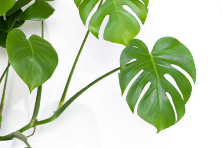 Close-up leaf beautiful monstera deliciosa or Swiss cheese plant on a white background. Stylish and minimalist interior. Selective focusの写真素材