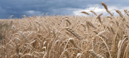 A beautiful landscape with a field of ripe rye and a blue summer sky. Background of nature. Stem with seed for cereal bread. Agriculture harvest growth. Selective focus. The poster. Bannerの写真素材