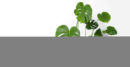 Beautiful monstera deliciosa or Swiss cheese plant in a modern white flower pot on a white background. Home gardening concept. Selective focus. Bannerの写真素材