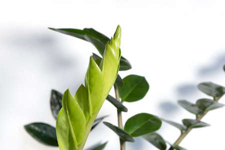 A new sprout of the Zamiokulkas plant on a white background. Home gardening concept. Selective focus.の写真素材