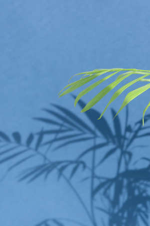 The shadow of the palm leaves on the blue wall. Background for your product presentation. Abstract,...