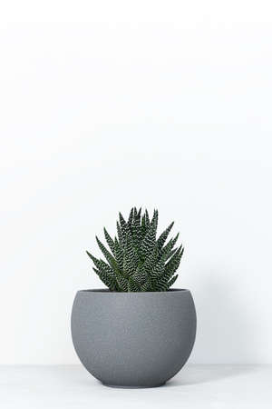Home plant succulent Haworthia in designer modern pot on a gray table on a white background. House plants in a modern interior.の写真素材