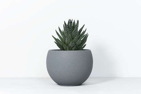Home plant succulent Haworthia in designer modern pot on a gray table on a white background. House plants in a modern interior.の写真素材