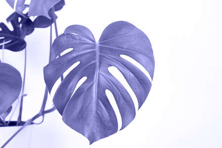 Beautiful home flower monstera deliciosa or Swiss cheese plant toned in violet on a white background. Colorful concept.の写真素材
