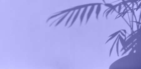 Aesthetic shadow of the palm leaves on a violet background. Very peri, color of the year 2022....