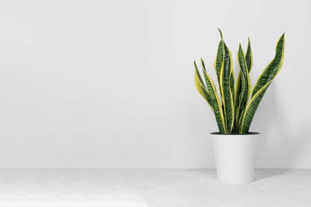 Sansevieria plant in a modern flower pot stands on a gray table on a white background. Home plant Sansevieria trifa. Home Gardening concept. Selective focusの写真素材