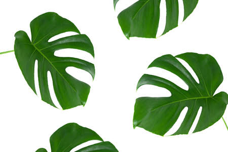 Beautiful monstera leaves isolated on a white background. The concept of minimalism.の写真素材