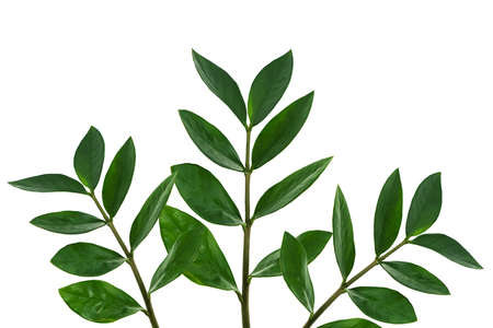 Zamiokulkas twigs isolated on a white background. The concept of minimalism. copyspace.の写真素材