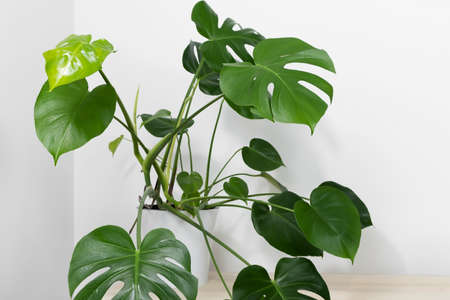 Beautiful monstera deliciosa or Swiss cheese plant in a modern flower pot on a light table on a white background. Home gardening concept. selective focusの写真素材