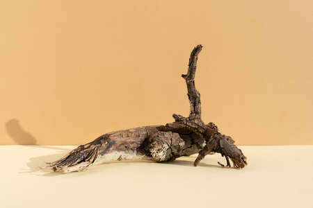 Abstract minimalistic scene made of dry tree branches. Natural wooden podium on beige background. Concept natural cosmetics with organic components. Show case, display case.の写真素材