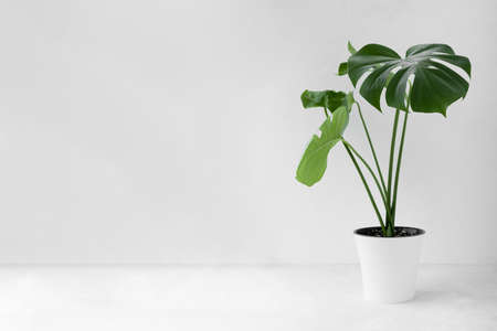 Beautiful monstera deliciosa or Swiss cheese plant in a modern white flower pot on a light background. Home gardening concept. selective focusの写真素材