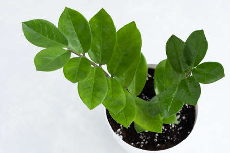Beautiful leaves of the house plant Zamioculcas Zamiifolia on a white background. Modern houseplant Zamiokulkas, close-up. selective focus.の写真素材