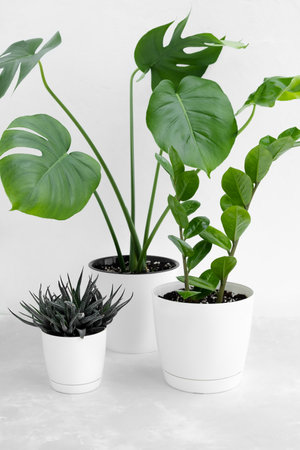 A collection of various indoor plants: succulents, haworthia, zamiokulkas and monstera deliciosa or Swiss cheese plant in white flower pots on a light background. Home gardening concept.の写真素材