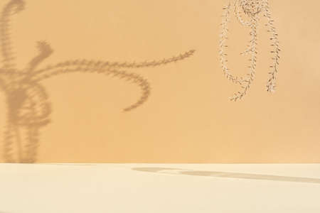 Minimal abstract background for the presentation of a cosmetic product. Premium podium with a shadow of pampas grass on a beige wall. Scene for advertising your product.の写真素材