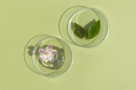Facial serum or gel with pink flower and leaves in Petri dishes on a green background. Concept of cosmetics laboratory researches, wellness, beauty and natural cosmetics.の写真素材