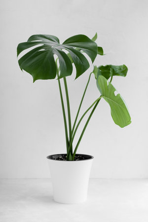 Beautiful monstera deliciosa or Swiss cheese plant in a modern white flower pot on a light background. Home gardening concept. selective focusの写真素材
