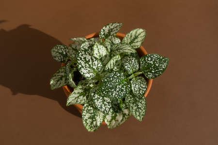 Home plant fittonia in a clay pot on a brown background. The concept of minimalism. Houseplants in a modern interior. top view.の写真素材