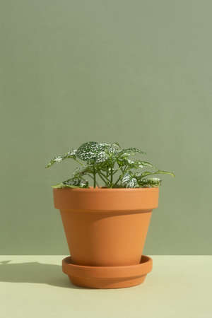 Home plant fittonia in a clay brown pot on a green background. The concept of minimalism. Houseplants in a modern interior.の写真素材