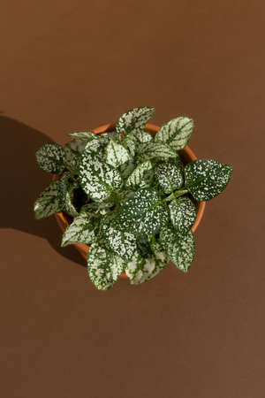 Home plant fittonia in a clay pot on a brown background. The concept of minimalism. Houseplants in a modern interior. Top view.の写真素材