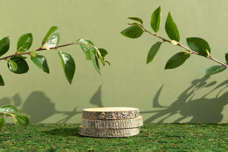 Wooden slice podium and green leaves on a green moss background. Premium scene for product promotion, beauty, natural eco cosmetic. Show case, display case.の写真素材