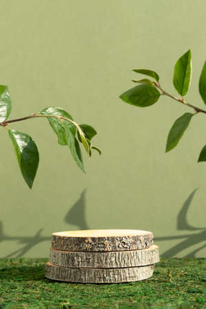 Wooden slice podium and green leaves on a green moss background. Premium scene for product promotion, beauty, natural eco cosmetic. Showcase, display case.の写真素材
