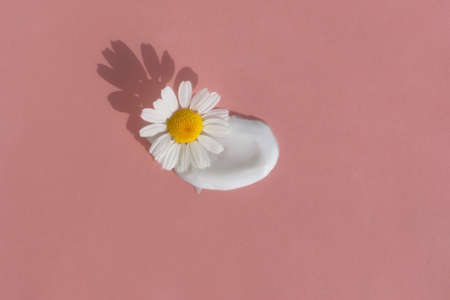 The texture of the cream with a chamomile flower on a pink background. Smear of skincare cosmetics product. The concept of natural cosmetics. top viewの写真素材