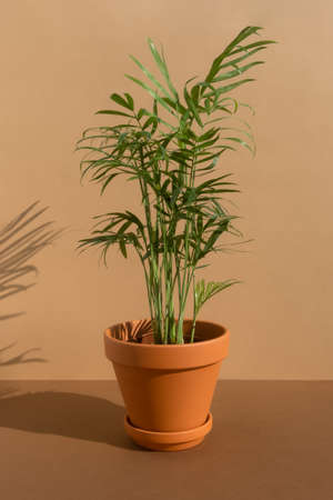 Home plant hamedorea or Areca palm in a clay pot on a brown background. The concept of minimalism. Houseplants in a modern interiorの写真素材