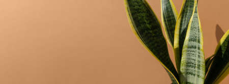 Home plant Sansevieria trifa on a brown background. The concept of minimalism. Houseplants in a modern interior. close up. Banner.の写真素材