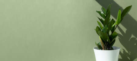 Home plant zamioculcas in a white pot on a green background. The concept of minimalism. Houseplants in a modern interior. Banner.の写真素材