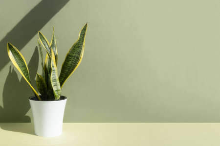 Home plant Sansevieria trifa in a white pot on a green background. The concept of minimalism. Houseplants in a modern interiorの写真素材