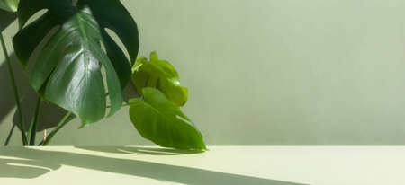A beautiful leaves of the monstera deliciosa or Swiss cheese plant in the sun against on a green background. House plants in a modern interior. Home decor and gardening concept. Bannerの写真素材