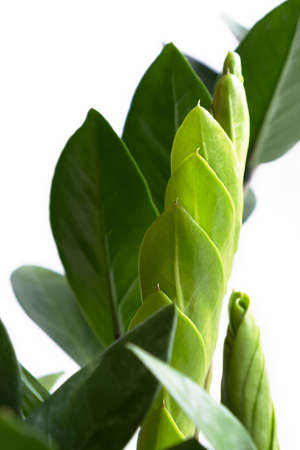 A new sprout of the Zamiokulkas plant on a white background. selective focus.の写真素材