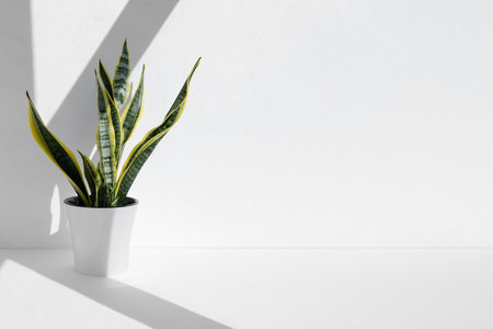 Sansevieria plant in a modern pot in the sun against the background of a white wall. Home plant Sansevieria trifa. home gardening conceptの写真素材