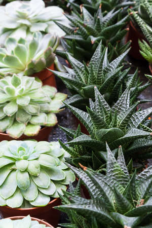 Echeveria, succulent and haworthia in pots grow in the greenhouse. Rows of house plants for sale at the flower market. selective focusの写真素材