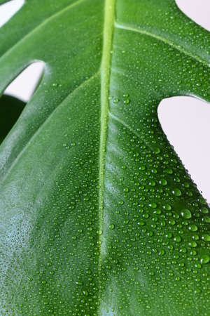 A beautiful large leaf of the monstera plant with water droplets. Monstera house plant close-up. selective focusの写真素材