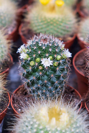Flowering cacti are grown in brown pots and sold at the cactus market, rows of cacti in an indoor nursery. selective focus.の写真素材