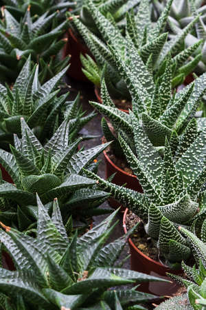 Succulents, haworthia in pots grow in the greenhouse. Rows of house plants for sale at the flower market. selective focusの写真素材