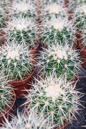 Many cacti are grown in brown pots and sold at the cactus market, rows of cacti in an indoor nursery. selective focusの写真素材