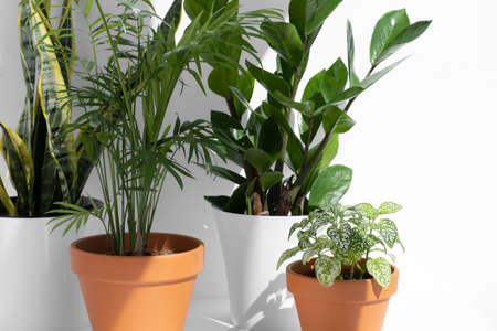 Home plants in different pots on a white background: hamedorea or areca palm, fittonia, sansevieria, zamiokulkas. The concept of caring for domestic plants. Indoor plants in a modern interior.の写真素材