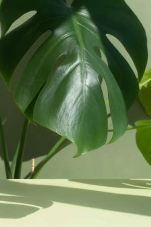 A beautiful large leaf of monstera deliciosa or Swiss cheese plant in the sun against on a green background. House plants in a modern interior. Home decor and gardening concept.の写真素材