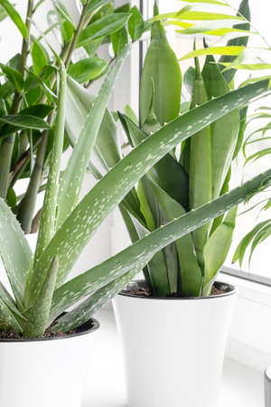 Home plants in different pots on the windowsill: succulents, sansevieria, aloe vera, zamiokulkas, hamedorea or Areca palm. Home plants care concept. Houseplants in a modern interior.の写真素材