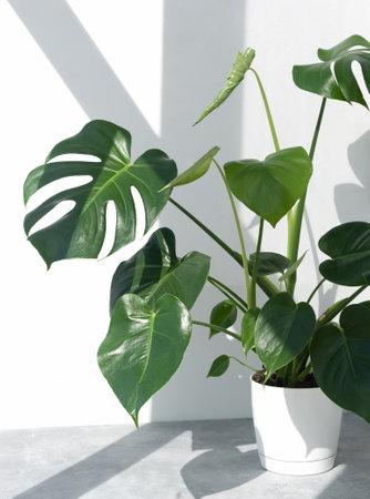 Beautiful monstera deliciosa or Swiss cheese plant in the sun on a white background. Home gardening concept. home modern interior.の写真素材