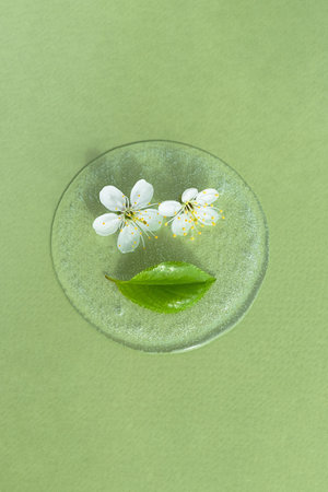 A drop of transparent cosmetic gel or serum with white flowers and a leaf on a green background. The concept of natural cosmetics. top viewの写真素材