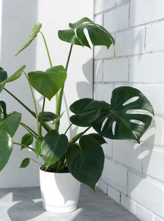 Beautiful monstera deliciosa or Swiss cheese plant in the sun against the background of a brick white wall. Home gardening concept. Home modern interior.の写真素材