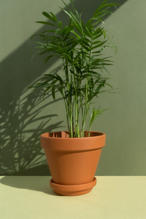 Home plant hamedorea or Areca palm in a clay brown pot on a green background. The concept of minimalism. Houseplants in a modern interior.の写真素材